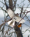 Dark eyed Junco Slate colored